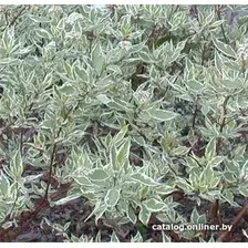 Красный клен Дерен белый Sibirica Variegata (20-30 см)