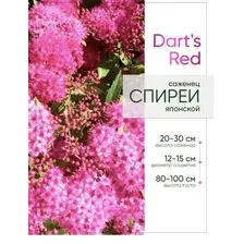 Спирея японская Dart's Red горшок Р9 20-30см