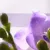 Кондиционер для белья Lenor Floral Bouquet 195 г