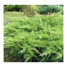 Саженец кустарника Красный клен Можжевельник казацкий Rockery Gem (15-20см)