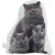 Декоративная подушка Этель Cat family 10864246