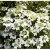 Красный клен Калина складчатая Summer Snowflake (10-20см)