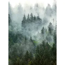 Фотообои листовые Vimala Зеленый лес (270x200)