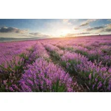 Фотообои листовые Citydecor Лавандовое поле (300x254)