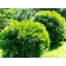 Саженец кустарника Красный клен Туя западная Hoseri (30-40см)