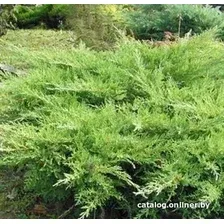 Красный клен Можжевельник казацкий Rockery Gem (15-20 см)
