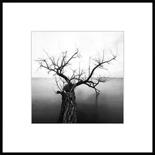 Картина Stamprint Природа 2 BW002 (50x50)