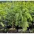 Красный клен Ель колючая Glauca (60-80 см)