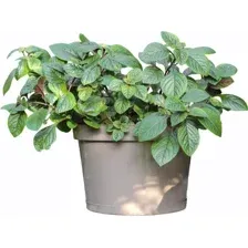 Кашпо GardenPlast Фикус 20 00251 (мокко)