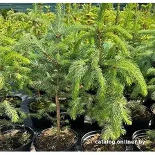 Красный клен Ель колючая Glauca (60-80 см)