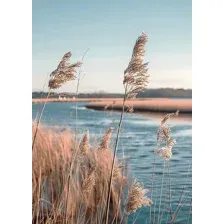 Картина на стекле Stamprint Вода и камыш SP035 (70х50см)