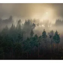 Фотообои листовые Vimala Солнечный лес 6 (270x300)