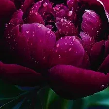 Алмазная мозаика  Феникс+ Пион 71446