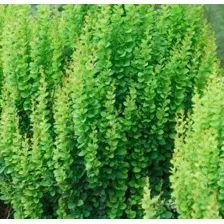 Саженец кустарника Красный клен Барбарис тунберга Erecta (20-30см)