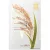 Тканевая маска The Saem Маска для лица тканевая Natural Rice New (21 мл)