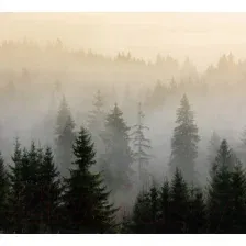 Фотообои листовые Vimala Лес в тумане 8 (270x300)