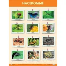 Развивающий плакат Мозаика-Синтез Насекомые / МС11900