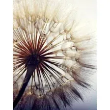 Фотообои листовые Citydecor Цветы и Растения 140 (200x260см)