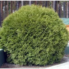 Саженец кустарника Красный клен Туя западная Woodwardii (40-60см)