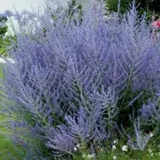 Саженец кустарника Красный клен Перовския лебедолистная Blue Spire (20-30см)