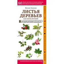 Листья деревьев. Как узнать растение