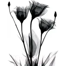 Картина Stamprint Черные цветы 1 TR016 (45x35см)