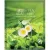 Тканевая маска Deoproce Маска для лица тканевая Green Tea Mask 25 г
