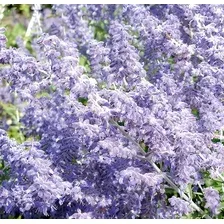 Саженец кустарника Красный клен Перовския лебедолистная Lacey Blue (20-40см)