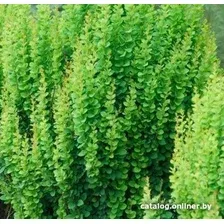Красный клен Барбарис тунберга Erecta (20-30см)