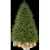 Ель Max Christmas Версальская ЕСВ 18 (1.8м, подставка металл)