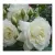 Саженец кустарника Красный клен Роза Плетистая Camelia (200-400см, белый)