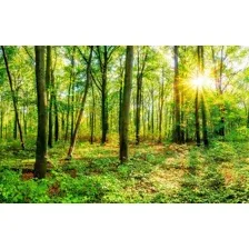 Фотообои листовые Citydecor Солнечный лес (400x254)