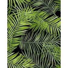 Фотообои листовые Citydecor Тропические листья (200x254)