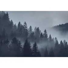 Фотообои листовые Vimala Серый лес (270x400)