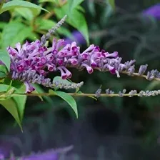 Саженец кустарника Красный клен Будлея Argus Velvet (15-20см)