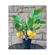 Искусственное растение FORGARDEN Лимон Lemon tree 55 см 