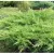 Красный клен Можжевельник казацкий Rockery Gem (15-20 см)