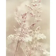 Фотообои листовые Citydecor Цветущий луг (200x254)