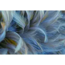 Фотообои листовые Vimala Перья 12 (270x400)