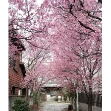Фотообои Citydecor Природа 102 200x260
