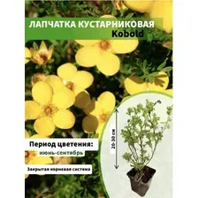 Лапчатка кустарниковая Kobold горшок Р9, 30-50 см 1 шт