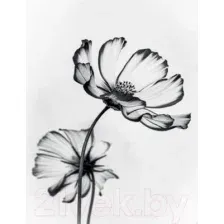 Картина Stamprint Черные цветы 2 TR015 (45x35см)