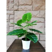 Искусственное растение Forgarden Алоказия в белом горшке BN10742