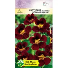 Настурция большая Черный бархат 1г