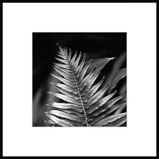 Картина Stamprint Листья 3 BW009 (50x50)